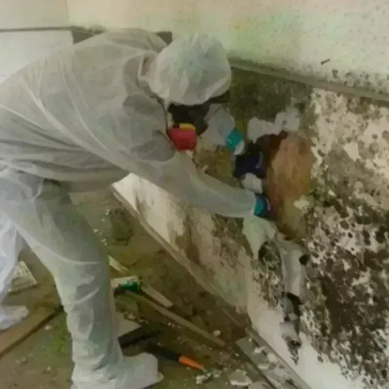 Mold Remediation and Removal in McDonough County, IL